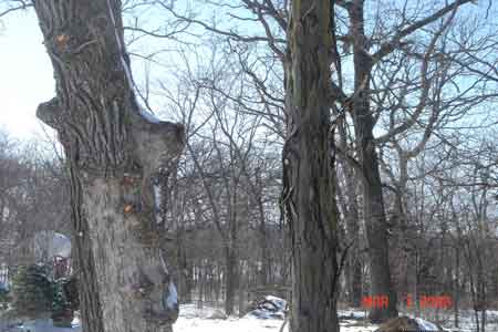 View of forest with large oak and shagbark hickory trees - click to enlarge
