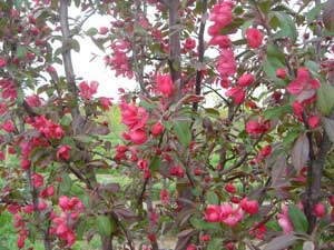 Profusion Crabapple - Click to enlarge, Click Customer button to return
