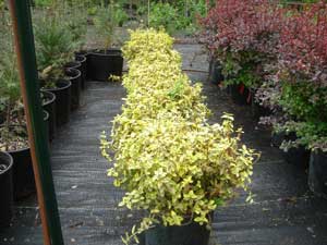 Golden Barberry - 5 gallon container - Click to enlarge, Click Customer button to return