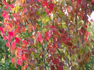 Autumn Blaze Ornamental Pear - Click to enlarge, Click Customer button to return