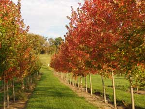 Autumn Blaze Maples - Click to enlarge, Click Customer button to return