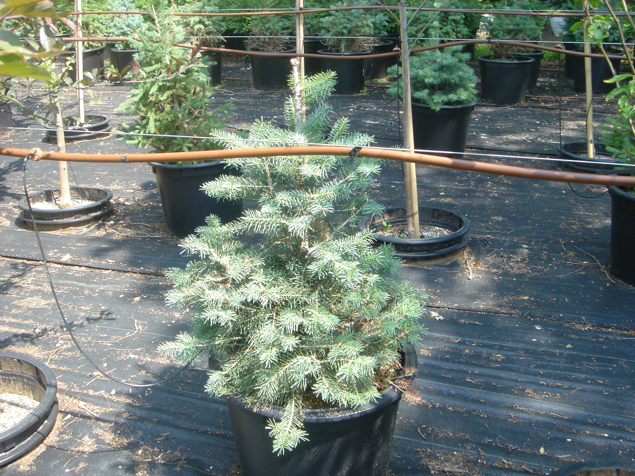 Concolor Fir in 15 gallon container - Click to enlarge, Click Customer button to return