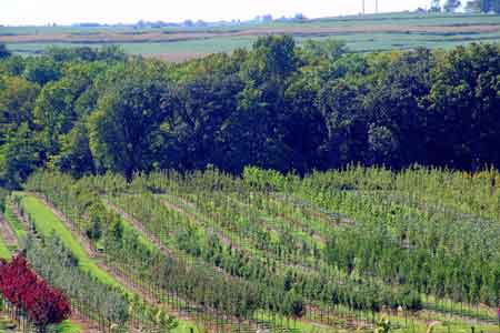 Partial nursery View from east hill - click to enlarge